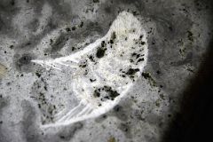 29A Banff Springs Hotel Staircase Made Of Manitoba Tyndall Stone Has A Fossil.jpg